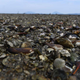 Imagen para el artículo titulado Mil millones de criaturas marinas murieron cocidas en la ola de calor del noroeste del Pacífico